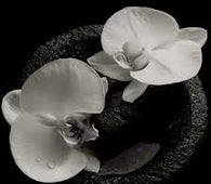 Mike Patton & Jean-Claude Vannier "Corpse Flower" LP