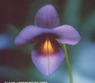 DJ Cam "Underground Vibes" LP